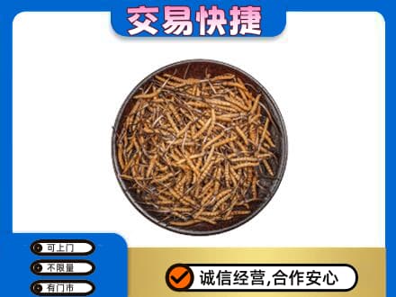 五指回收散虫草